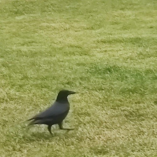 About the jogger (feat. Gillham)