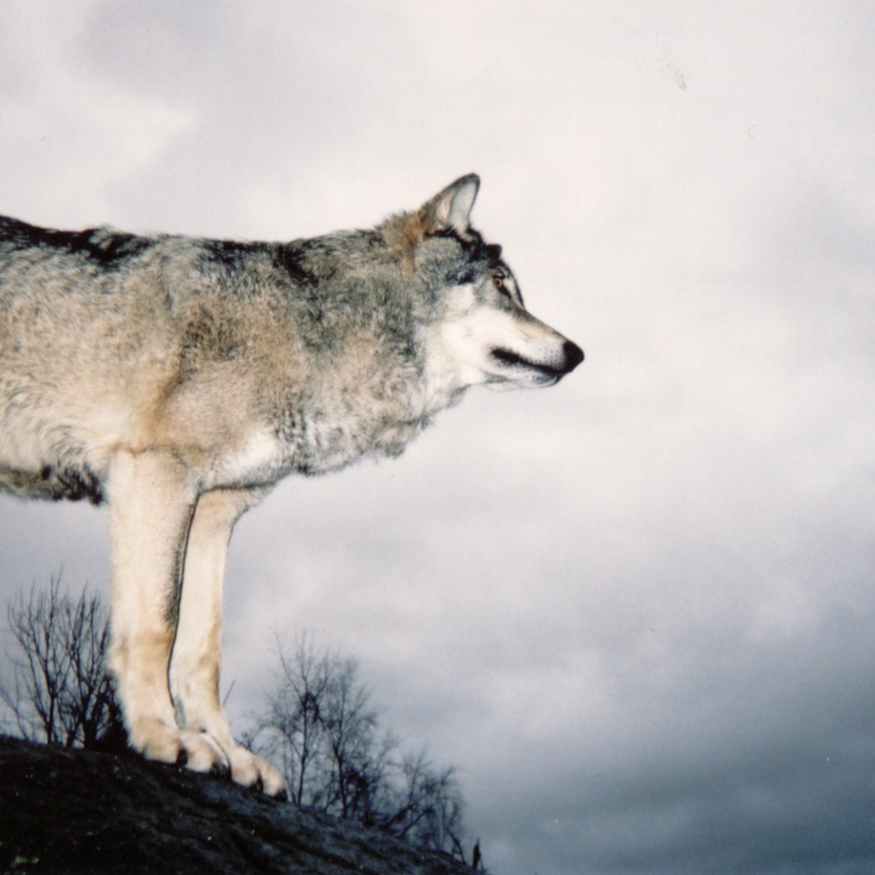 The Wolf’s Howl: A social history of wolves in Canada episode artwork