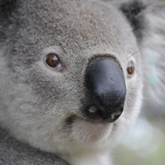 All Koalas Do Is Get High