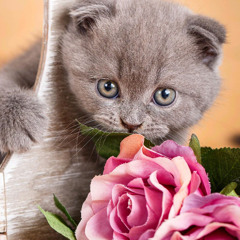 love u forever ˙ᵕ˙𓍢ִ໋🌷͙֒ ᰔᩚ