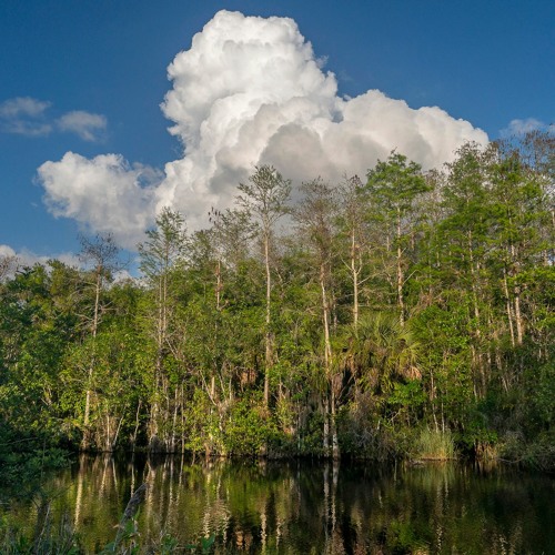 Cypress Forest Sunset
