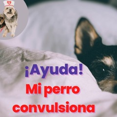 ¡Ayuda! Mi Perro Convulsiona Causas, Síntomas Y Tratamientos