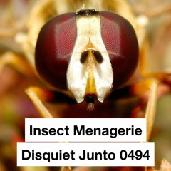 Insect Menagerie - disquiet0494