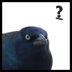 creative_title_for_a_bird_song.wav