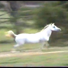 horses