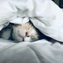 Grounding Mindfulness Principle For Deep Rest And Sleep Practice