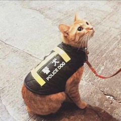 姜玉阳 - 如果最后不是你 DJ Remix X 如果你可以陪我走完这段爱情 - AsiaPlay33