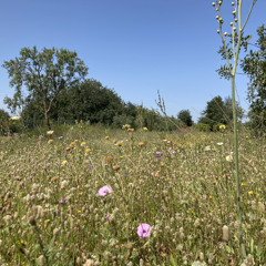 Sounds of São Bartolomeu de Messines