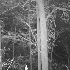 Nocturnal Clock