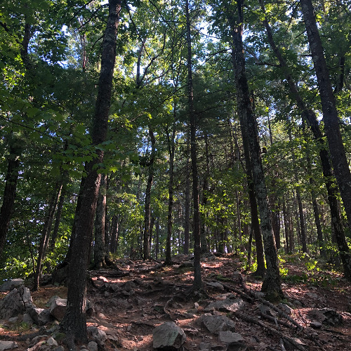 treeway