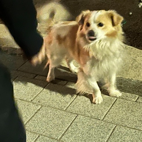 앤더슨 황 - Gidget (cover)