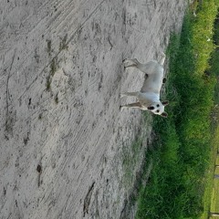 Vocês Acabaram de se Meter Numa Grande Encrenca