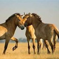 le cheval de bergerac