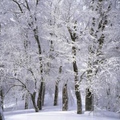 Snow Day