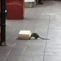 Rat Race
