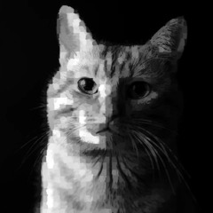 Cat (Mix)