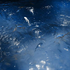 Aquatic @Darwin
