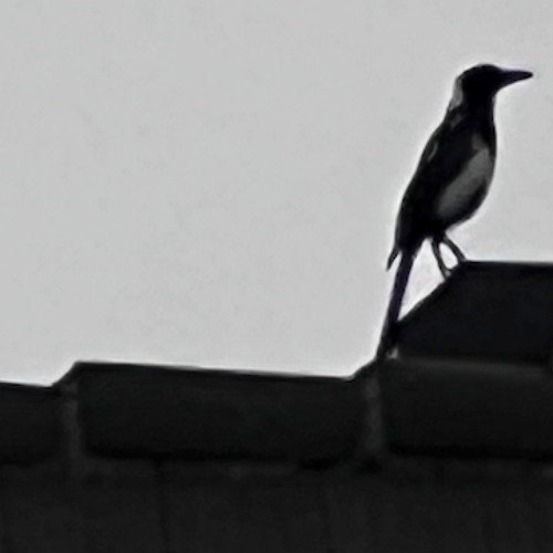 An American Fairy Tale - Halloween Treat