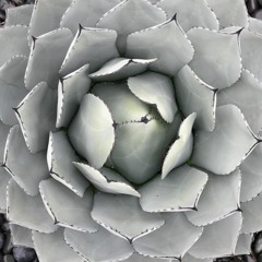 More Like This - Mix