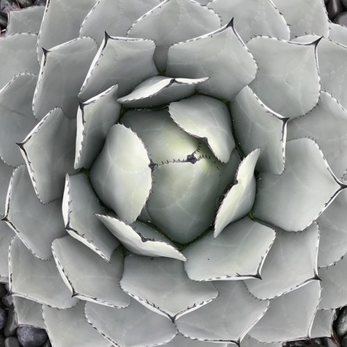 More Like This - Mix