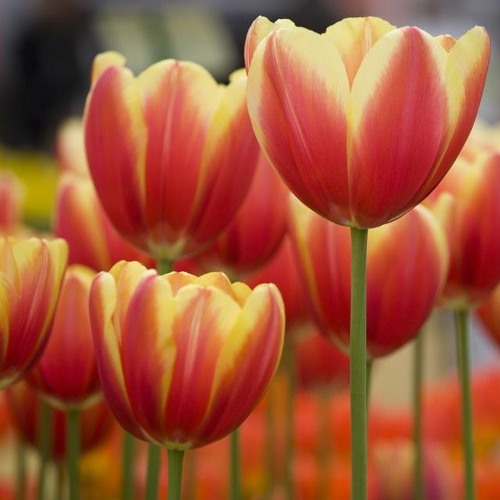 (Reupload) Sparta Psithurism Base