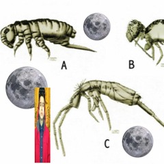 when night falls i feel like a springtail the way i have 6 legs