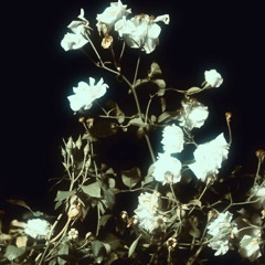 thorns