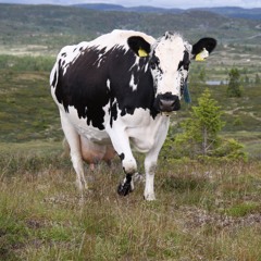 Fjällko