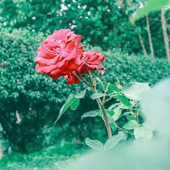 Stop and smell the roses (DEMO)