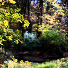 Stu Pender - Electric Petals