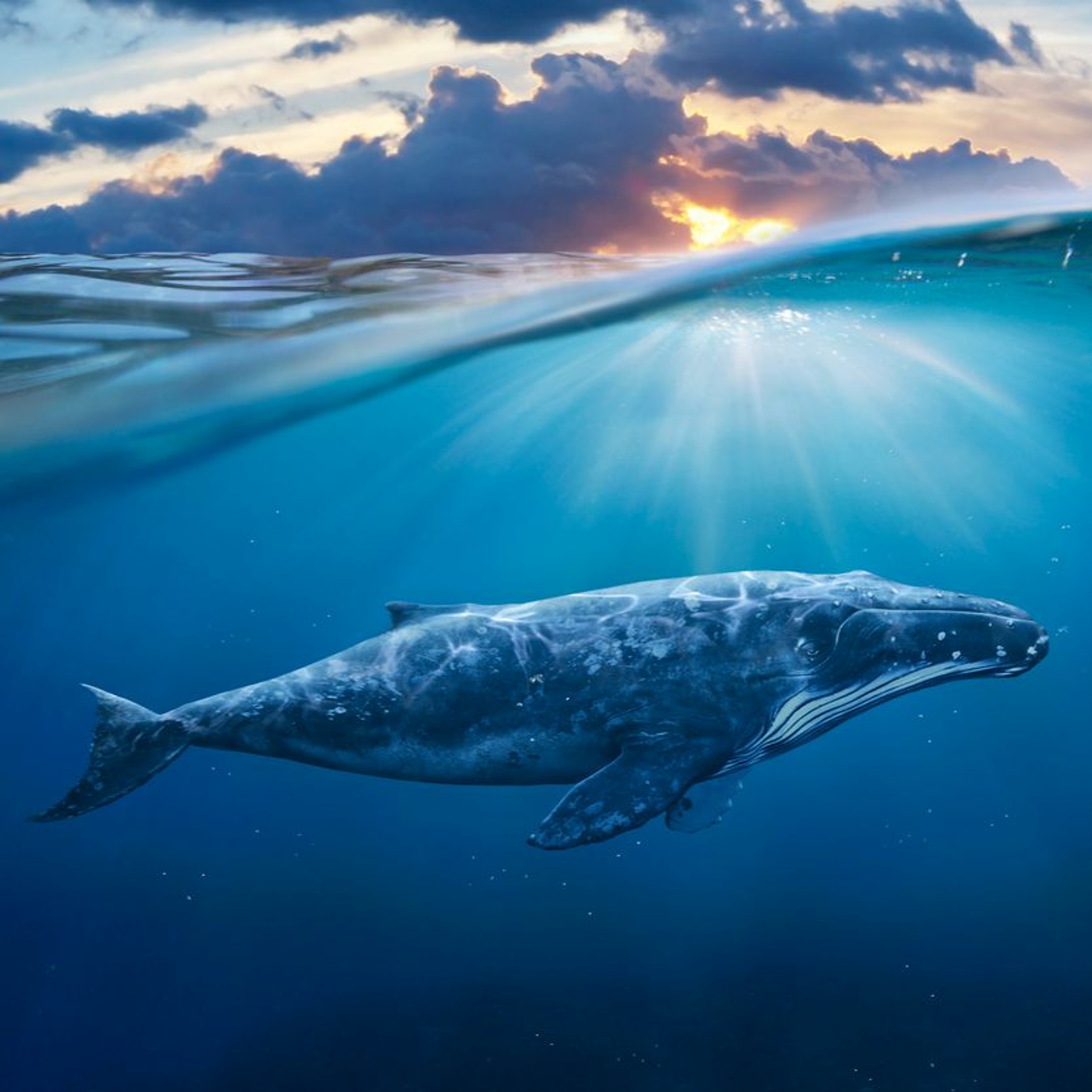 ERES BALLENA? Horóscopos para  Consciencia Ballena 18 - 24 Julio 2022