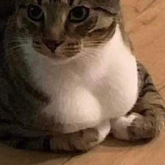 Hontoudayo  Natsunose本当だよ feat花本朔  ナツノセ Piano弾き語りver.mp3