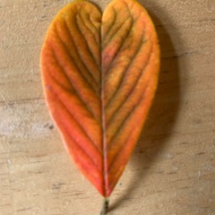 The Colour Of Autumn