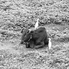 盘牛卧日 · Coiled Ox in the Sun/山洞
