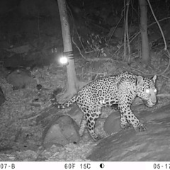 ¡Se registran 2 crías de jaguares 100 % sinaloenses en San Ignacio. Una esperanza para esta raza animal en el estado