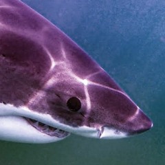gameshark 🦈🦈🦈 (ft. Kodesh, ITSOKFELIPE, AzzaJonez)