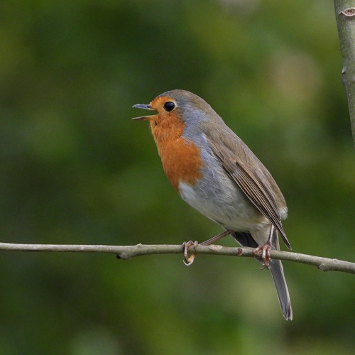 Petirrojo / European robin / txantxangorri