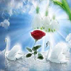 YANAR ORTALIK HOODTRAP / ORCHI, ABUGAT