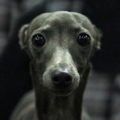 DOGGYSTYLERZ