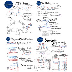 Episode 1: Basics: from DNA to Sanger sequencing
