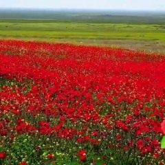 ستراني شنكالي - كعدة - جلو بابي فرحان, خلف حالي