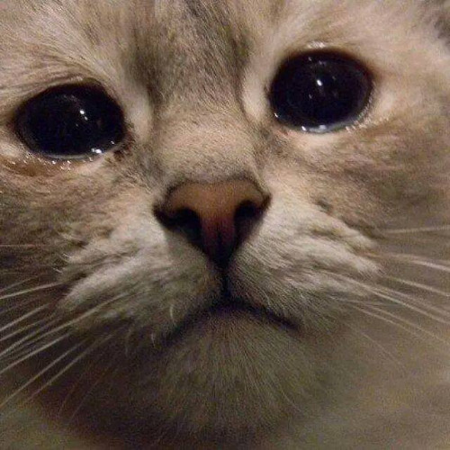 LACARPPETRON x LEM - TIMER ON THE DESK (prod kapi)