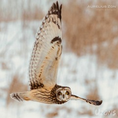 Aurelius Zon - Momentum [Uzons Records] [MI4L.com]