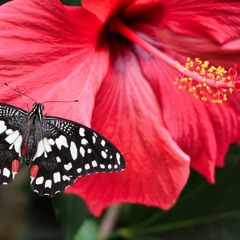 The Color Of Love | Music