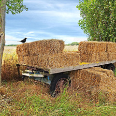 love of the mountains.mp3