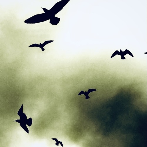 4thabirds (noah808 x veil)