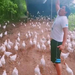CHICKEN MUSIC