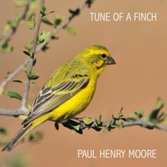 Tune Of A Finch