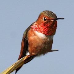 The Mighty Hummingbird