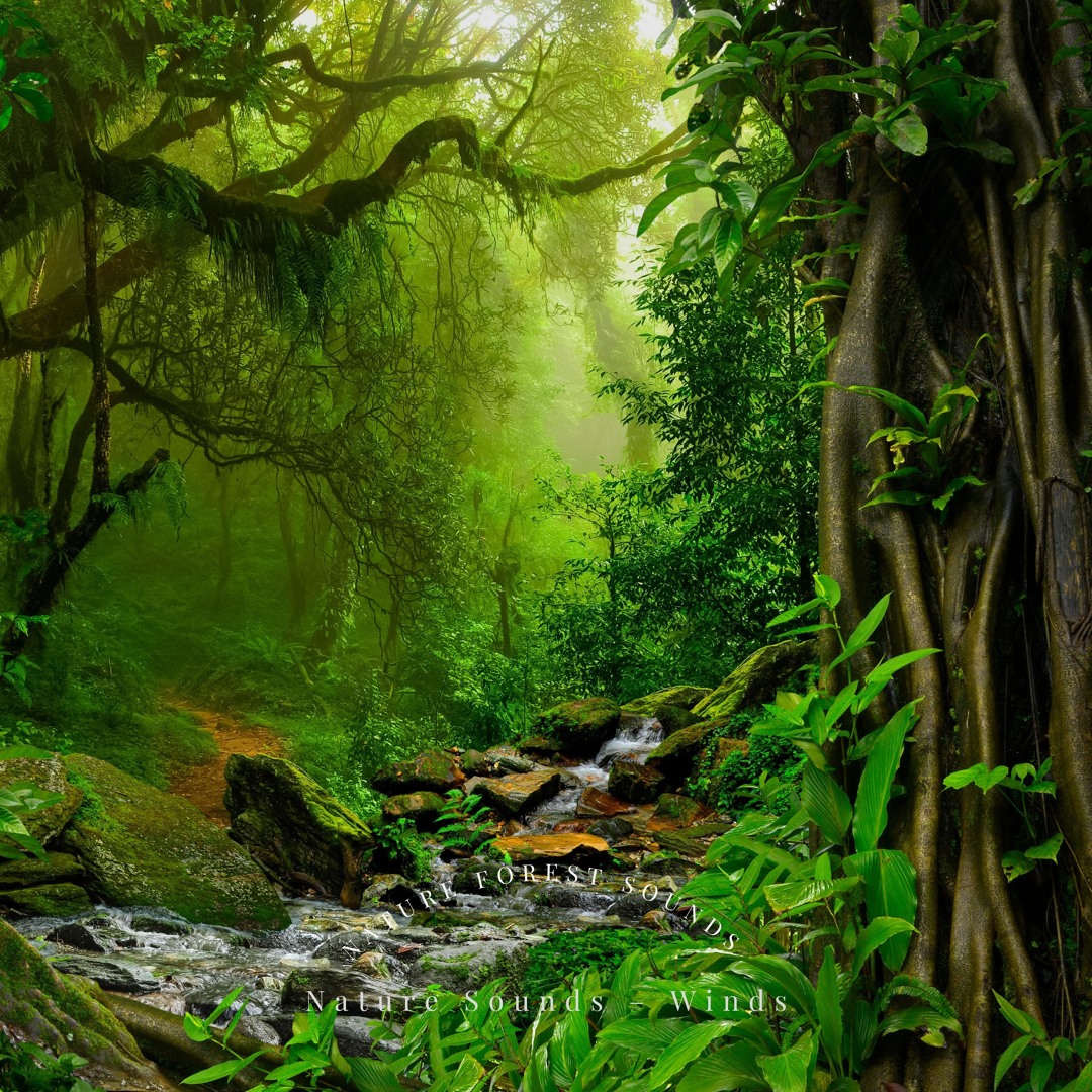 Stream Windy Forests by Nature Sounds – Winds | Listen online for free ...